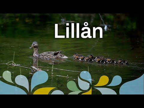 Vandring längs Lillån - Vänersborg kommun