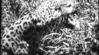 Jungle Cat promo