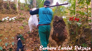 Download lagu HUNTING HORSE PESTS WITH THE BEST HUNTING DOGS #shorts #animals #hunting #viralvideo mp3