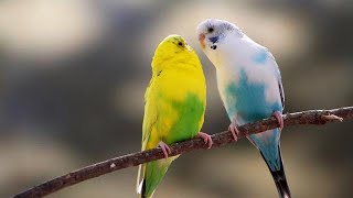 Download lagu Kicau Burung di Pagi Hari -- status WA mp3 Download lagu Kicau Burung di Pagi Hari -- status WA mp3