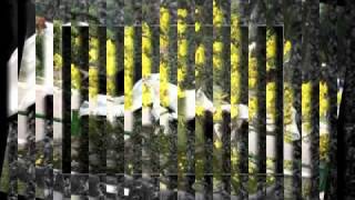 Video hợp âm Như Chiếc Que Diêm Quang Dũng