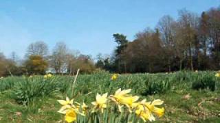 preview picture of video 'NT Clandon Park - Surrey in spring'