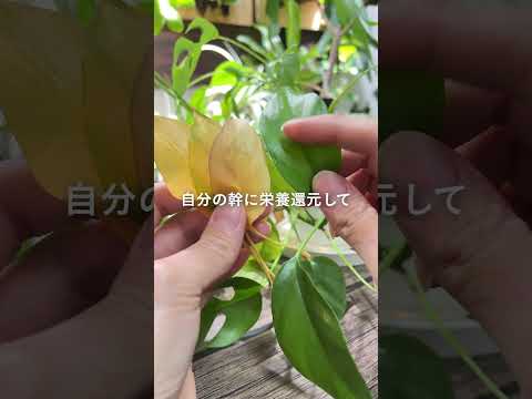黒くなった植物の対処法は？美しい緑の葉を作るための4つの解決策!  庭園