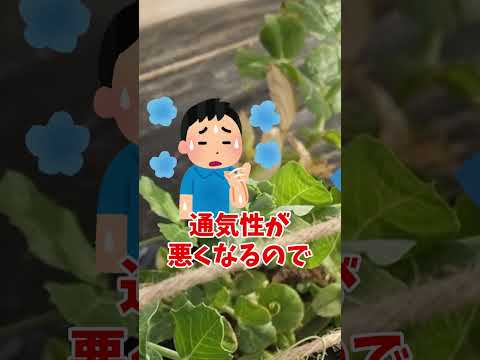 柵のトウダイグサ 植物