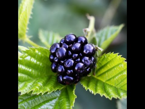 Foraging for blackberries