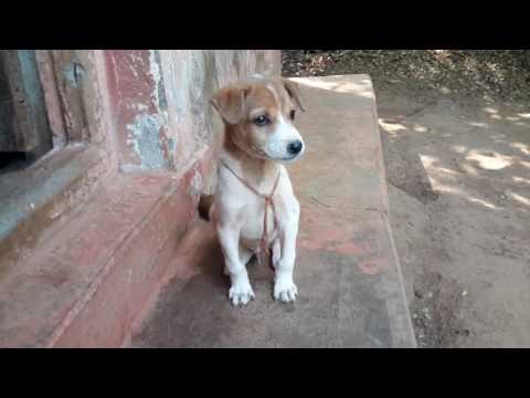 download lagu mp3 mp4 Indian Doggy, download lagu Indian Doggy gratis, unduh video klip Indian Doggy