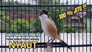 Download lagu burung cendet gacor ISIAN HANDAL untuk PANCINGAN CENDET AGAR BUNYI bikin BURUNG PENTET GACOR EMOSI mp3