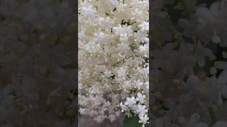 Download lagu Tiny miracles | soft white flowers mp3 Download lagu Tiny miracles | soft white flowers mp3