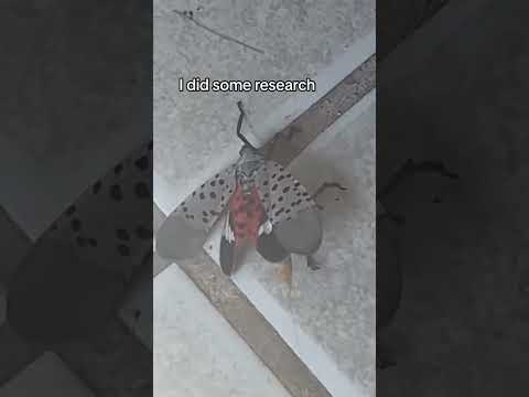 Mysterious Asian Bug Encounter Lady Stefma's Rare Lycorma Delicatula Discovery #ladystefma #insects