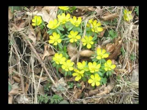 Du lille svale/Uno Solo & et sangglad publikum "live" 2010