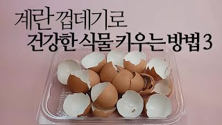 계란으로 건강한 식물 키우는 방법 3가지. succulents/多肉植物/たにくしょくぶつ 238화 #해맑은TV