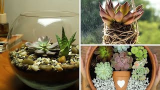 Composizioni con PIANTE GRASSE 🌱