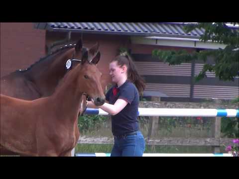 *2017 Stutfohlen von Millennium - De Niro