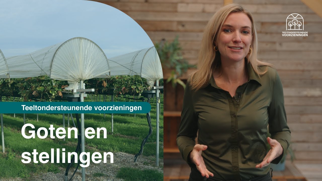Videostill: teelt in goten op stellingen