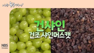 [나는농부다 275회] 건샤인 건조 샤인머스캣