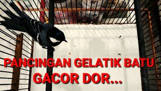 Download lagu pasti nyaut,pancingan suara gelatik batu gacor mp3 Download lagu pasti nyaut,pancingan suara gelatik batu gacor mp3