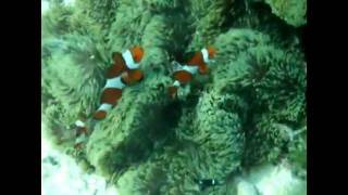 preview picture of video 'Clown fish in the Philippines'