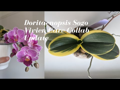 , title : 'Doritaenopsis / Phalaenopsis Sogo Vivien Care Collaboration Update - Easy Growing Mini Phal'