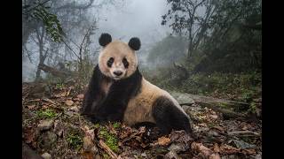 Ami Vitale - Pandas Gone Wild | BigPicture | California Academy of Sciences