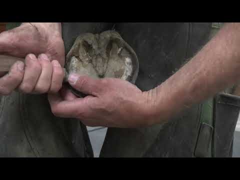 Hoof Trimming Basics