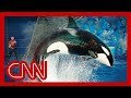 SeaWorld Releases Video Of 2006 Killer Whale Attack