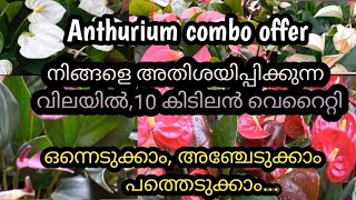 Anthurium combo offer/sale plants/gardening/Anthurium plant care
