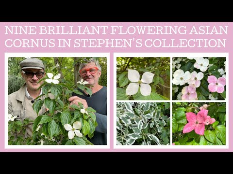 Nine sensational flowering Asian Dogwoods - or Cornus