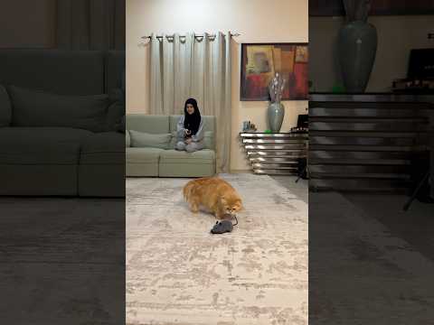 القطه والفارة😂😂 ام سيف ونانو