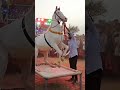 Horse Dance Chunni Me Beautiful Super Dupa Horsedance Trendding Dancinganimals