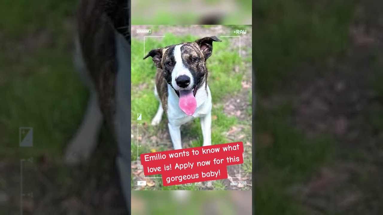 Enlarge Emilio aka Miles, a Adoptable mixed breed in Tomball, TX video 6/6