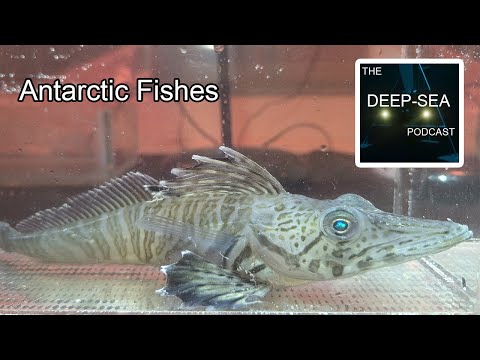Antarctic Fishes with Thomas Desvignes | The Deep-Sea Podcast | Episode 55