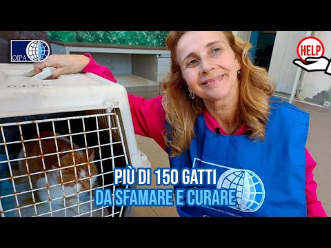 Dona cure e assistenza sanitaria per i randagi 🐈accuditi dagli Angeli blu di Gela (CL)