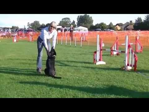 happy dogs agility Final  2015  L & std