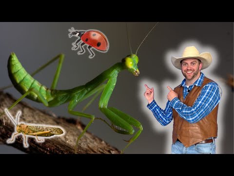 Green praying mantis on a log facing a small brown insect; a cartoon ladybug hovers above, while a man in cowboy clothes points at it.
