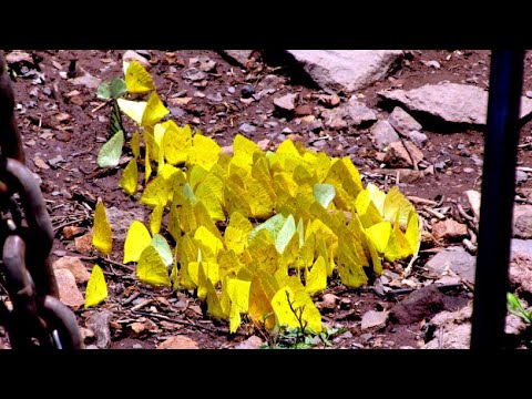 misteriosa dança das borboletas #Shorts mysterious butterfly dance