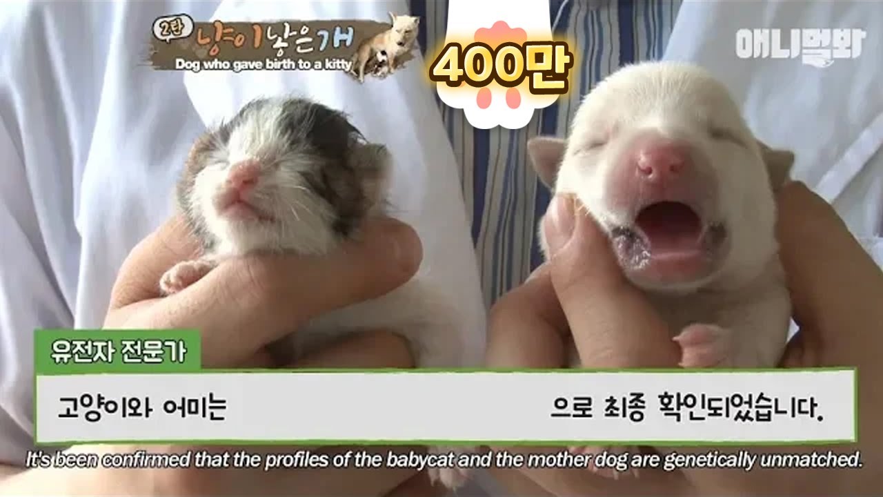 The genetic test result for the Dog Mother-Cat Son was found to be..?! (drum rolls)