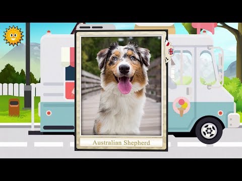 Find Them All: Cats, Dogs and  Video