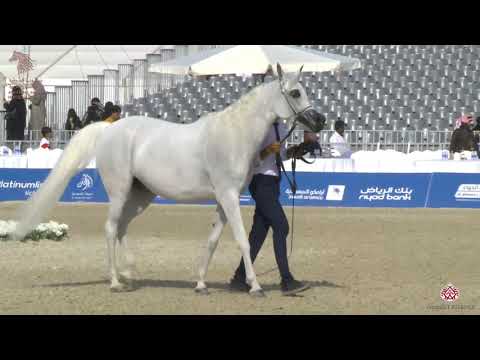 N 142 MAWADA AL KHALED   Asharqia Arabian Horse Classic 2020   Mares 4 6 Years Old Class 4B