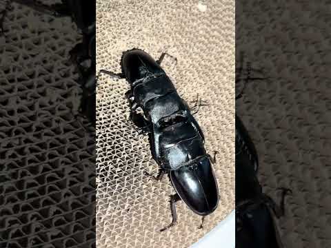 102mm Palawan giant flat VS 94mm front teeth Sumatra giant flat