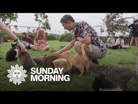 download lagu mp3 mp4 The Lanai, download lagu The Lanai gratis, unduh video klip The Lanai