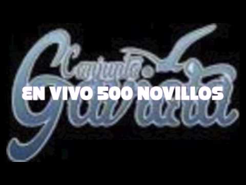 Conjunto Gaviota 500 Novillos (En Vivo)