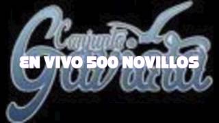 Conjunto Gaviota 500 Novillos (En Vivo)