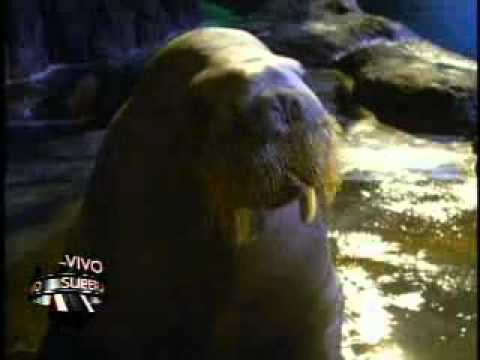 SuperXclusivo 3/24/11 - La Morsa 'Yo No Valgo Na'  Parte 2