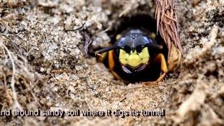 Bee-Wolf Wasp