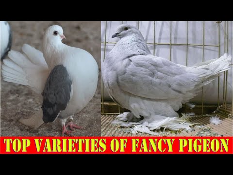 , title : 'Top Varieties Of Fancy Pigeon #4'