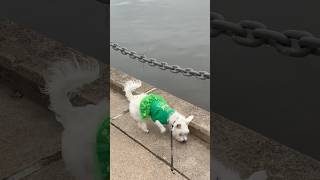 Happy St Patrick’s Day, Thank You