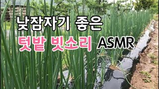 빗소리 ASMR 낮잠자기 좋은소리 텃밭 비오는소리