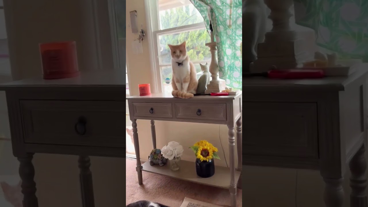 Enlarge Biggy, a Adoptable Domestic Short Hair in Gardena, CA video 5/5