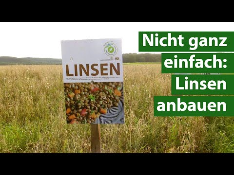Challenge Landwirtschaft: Bio-Landwirt baut Linsen an | Unser Land | BR