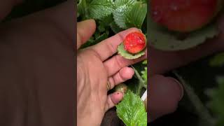 Pill bugs are eating the strawberries 😡{trying different pest controls}